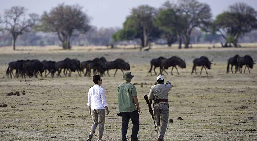 Zambia walking safari 