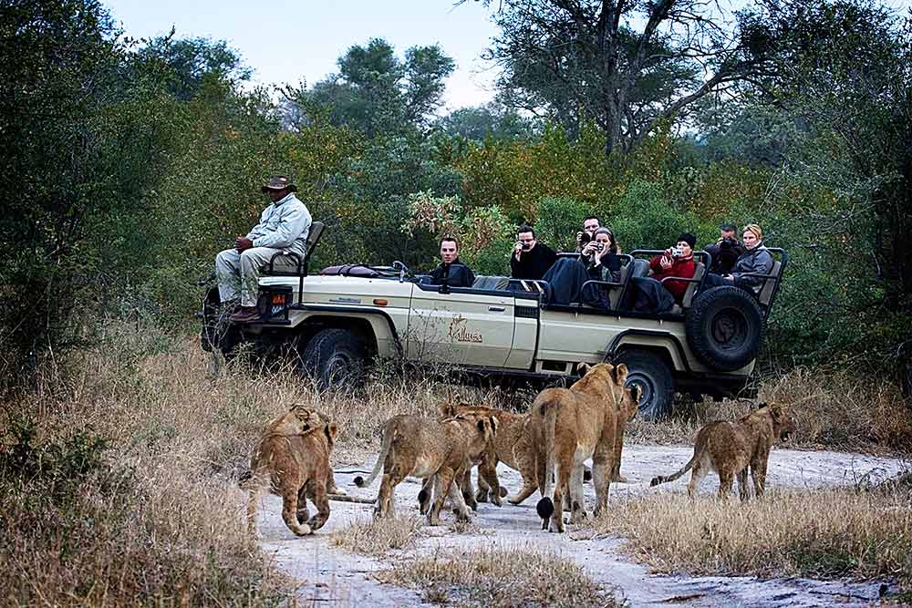 Why Safari in Kruger Park? - Africa Uncovered