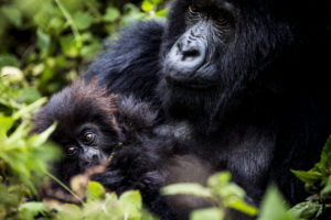 Bisate Lodge, Mountain Gorillas