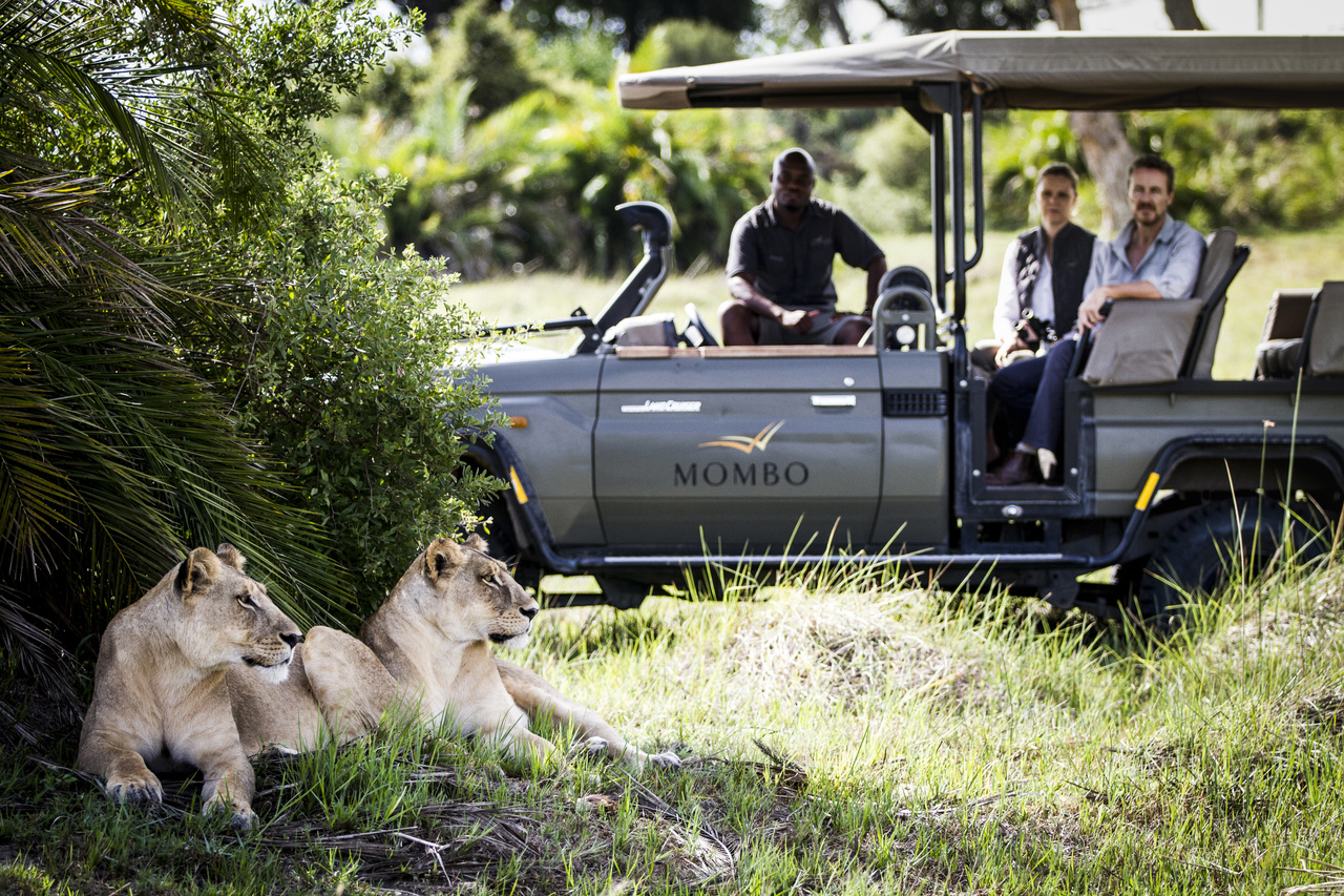 Two lionesses at Mombo Camp