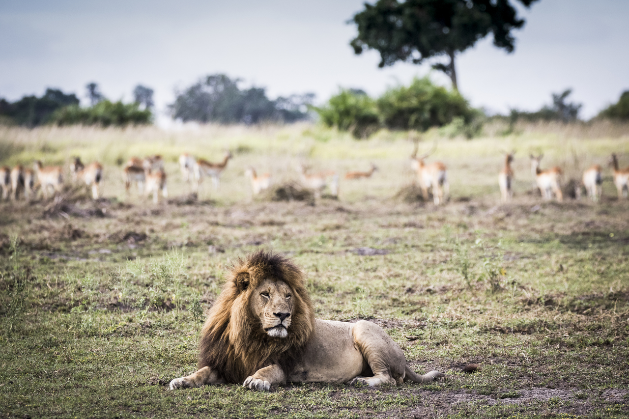 Mombo Camp Big Male Lion