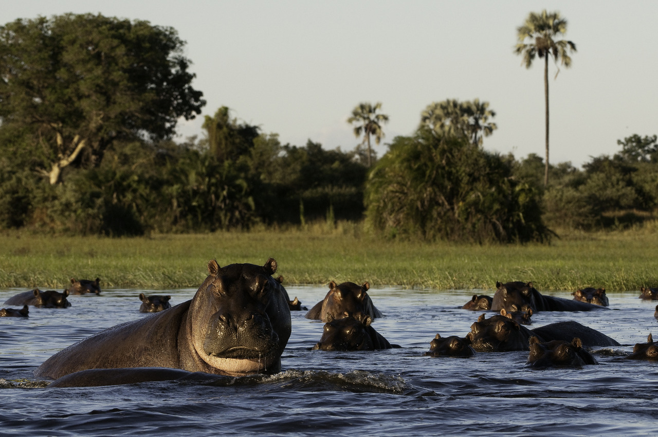 Hippo at Mombo Camp