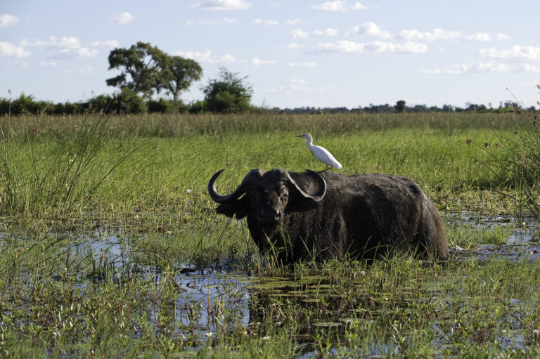 Lone buffalo at Mombo Camp