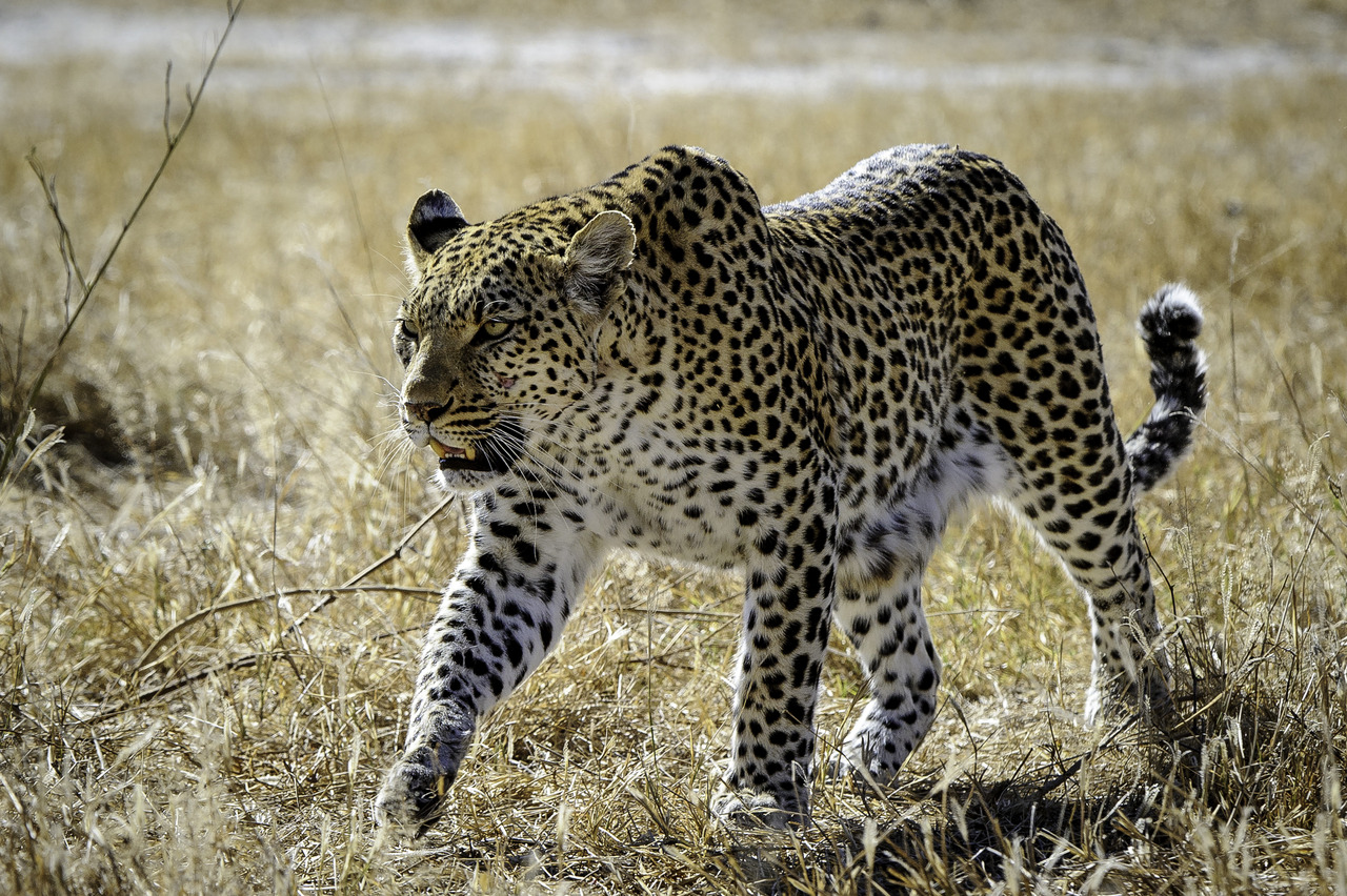 Leopard at Mombo Camp