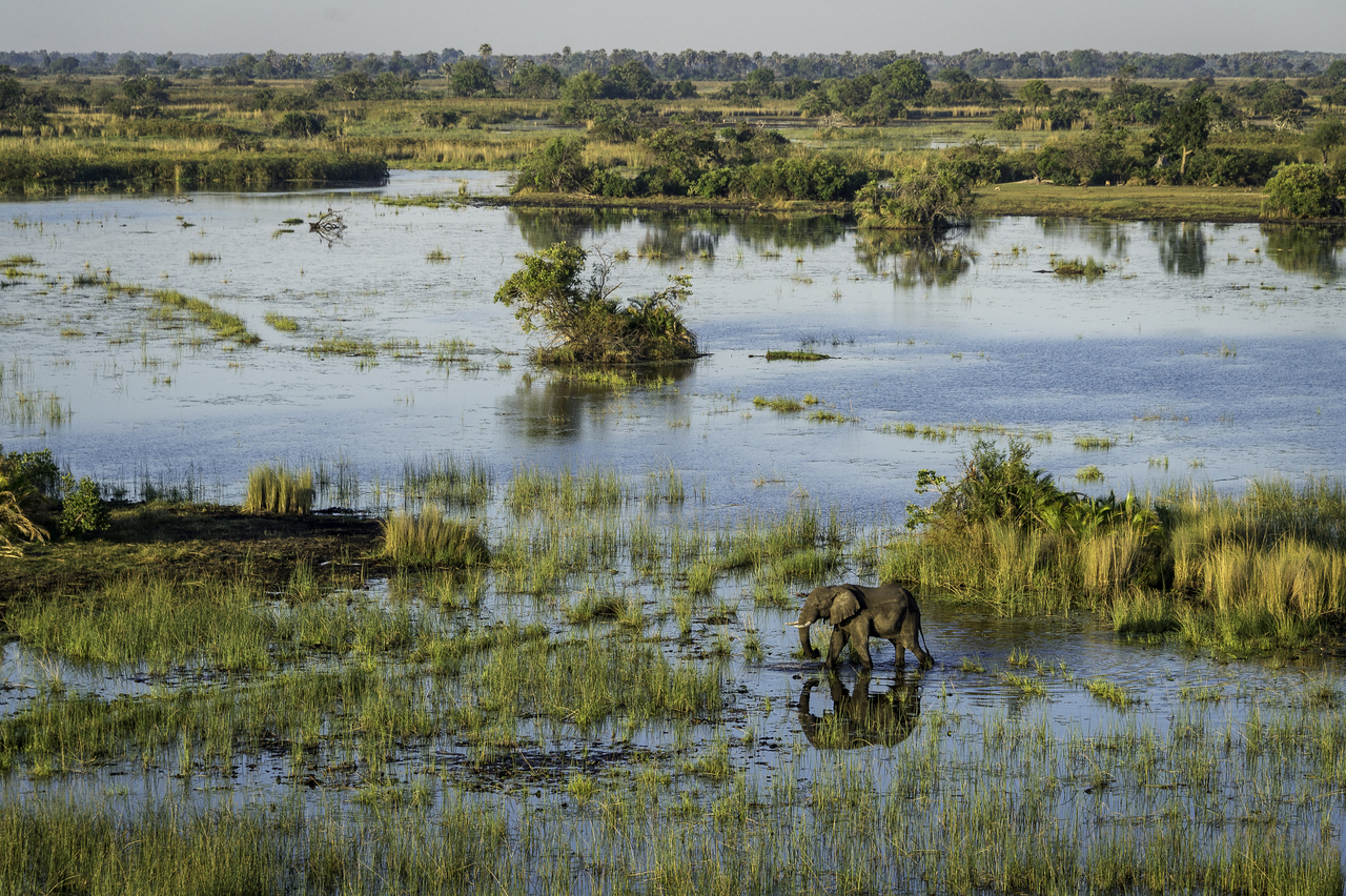 Elephant in amazing scenery at Mombo