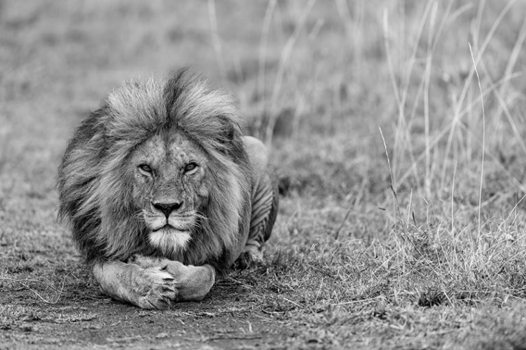 Male Lion, Namiri Plains