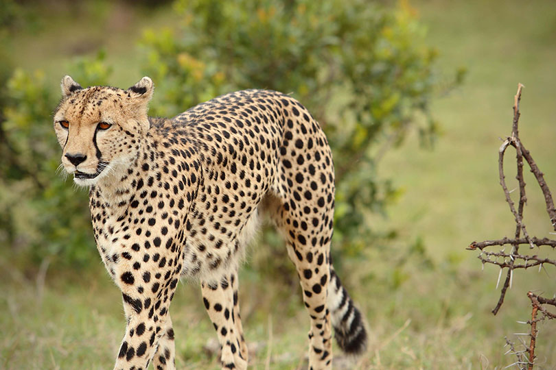 Cheetah at Naboisho camp