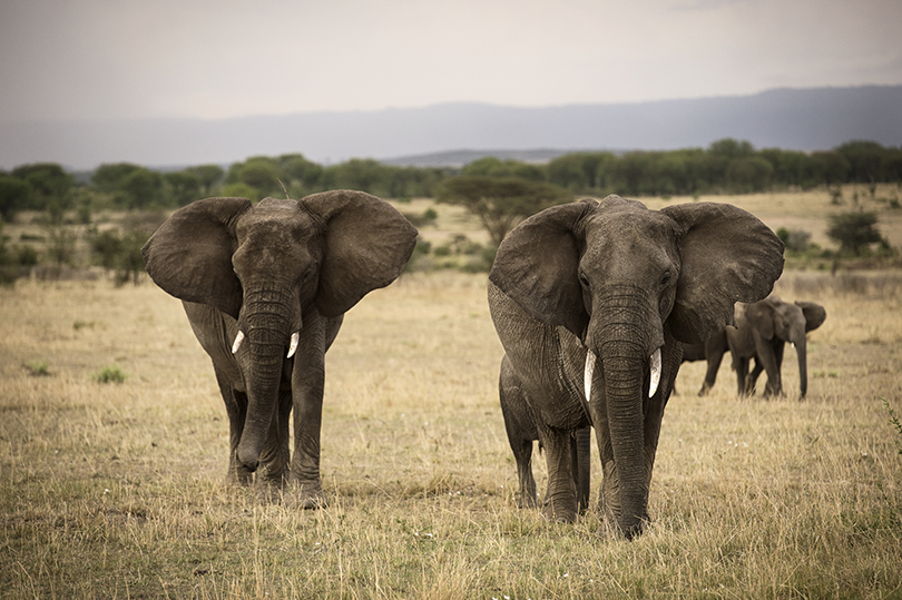 Olakira Camp Elephant