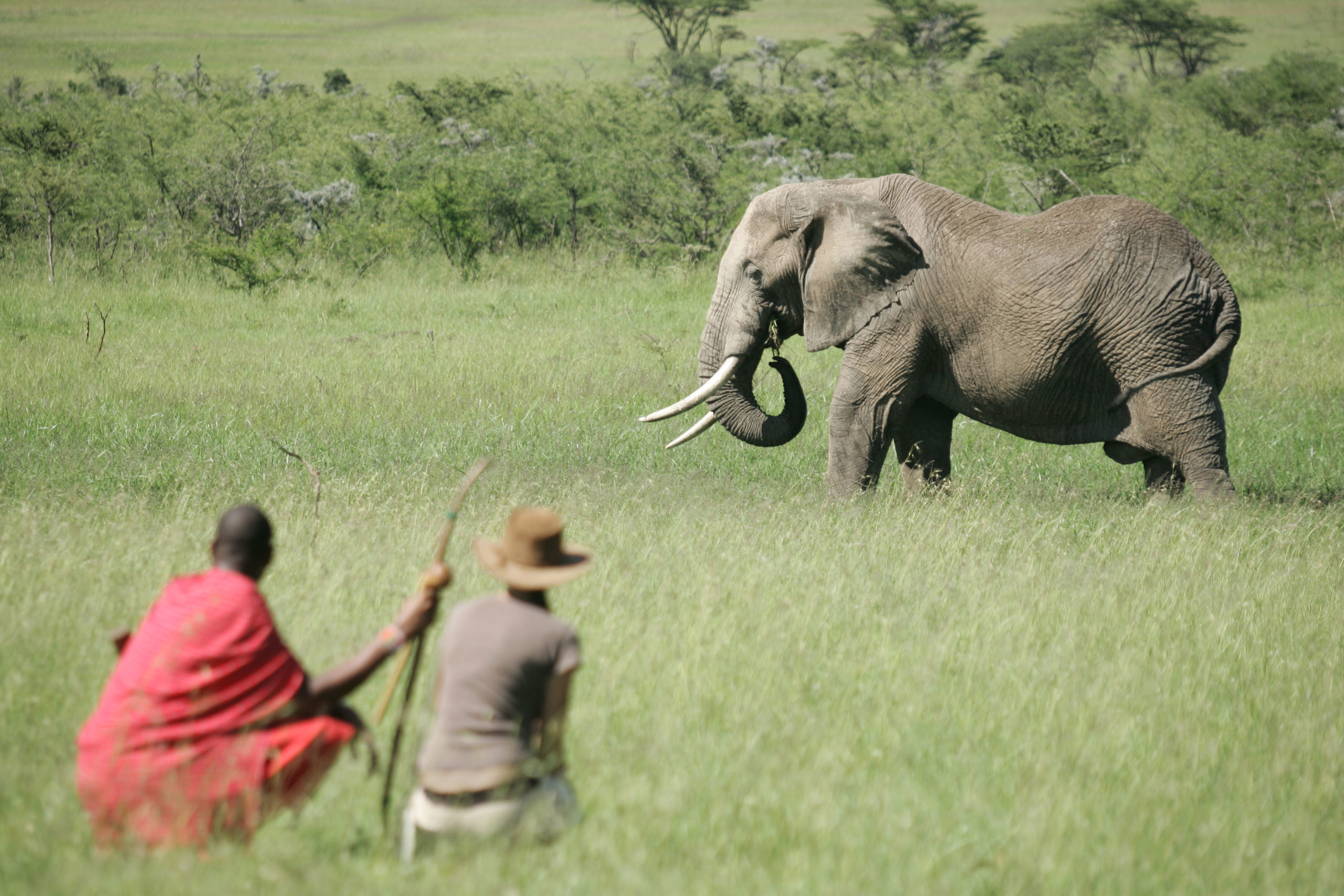 Walking safari at Naboisho Camp