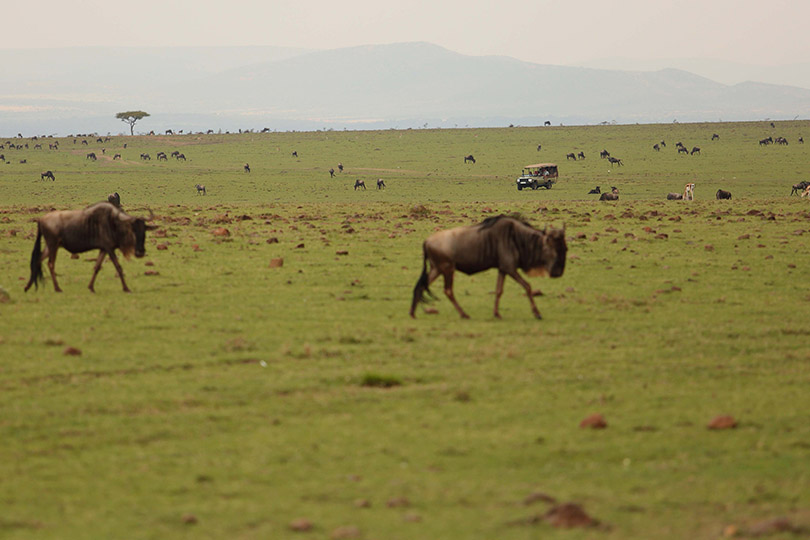 Wildebeeste at Naboisho Camp